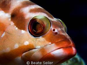 Blacktip grouper 
 by Beate Seiler 